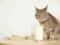 a cat caught drinking human milk out of a glass