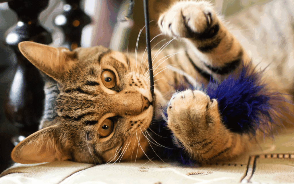 cat chew toy
