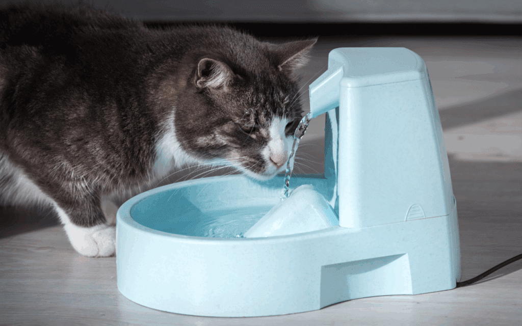 cat drinking fresh water from a water fountain