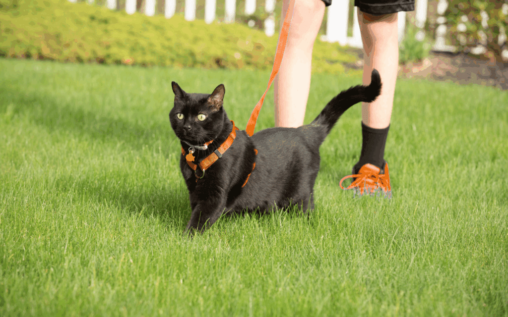 cat on leash in garden
