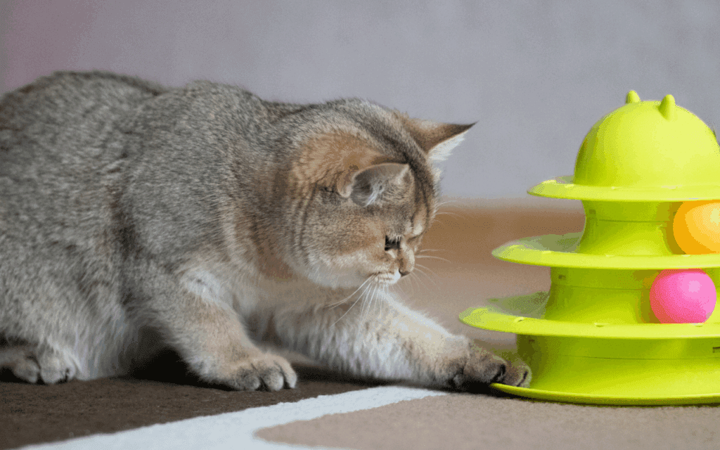 cat playing with toy