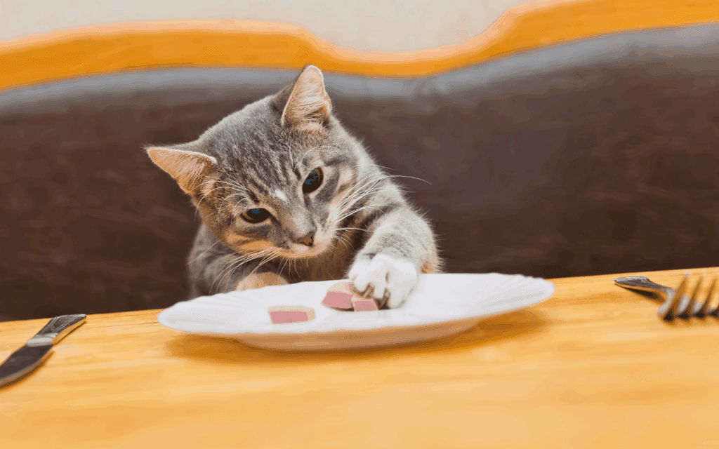 curious cat eating human plate of food