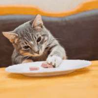 curious cat eating human plate of food