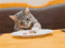 curious cat eating human plate of food