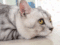 do cats get bored