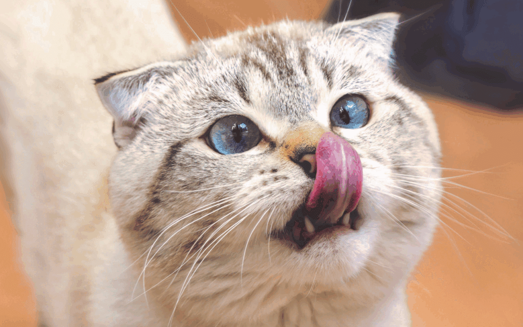 how many pouches of wet food for cat