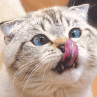 how many pouches of wet food for cat