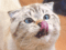 how many pouches of wet food for cat
