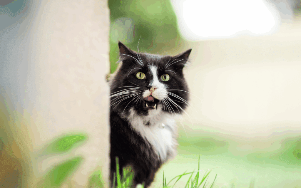 how to make sure your cat comes home