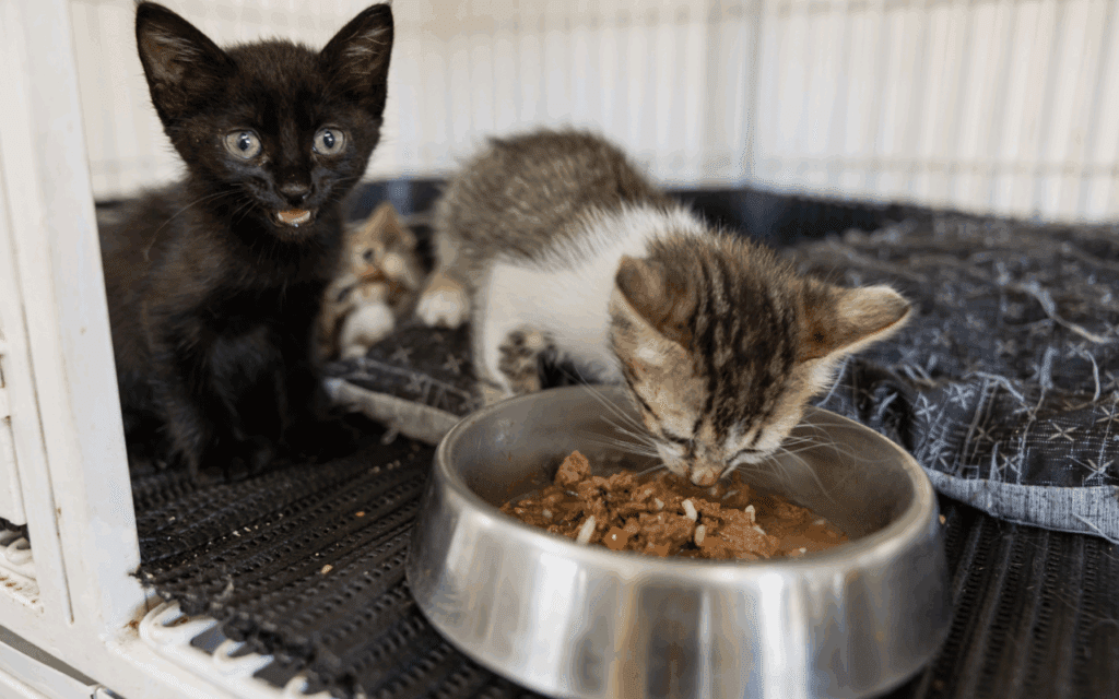 kittens eating