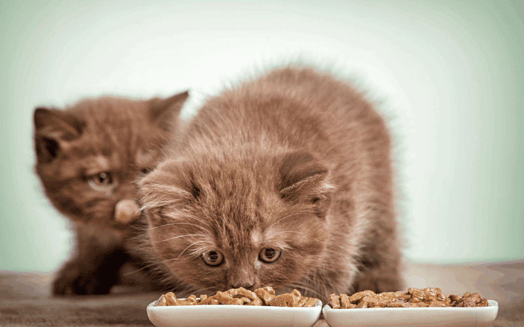 kittens eating wet food