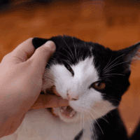 why does my cat bite then lick me