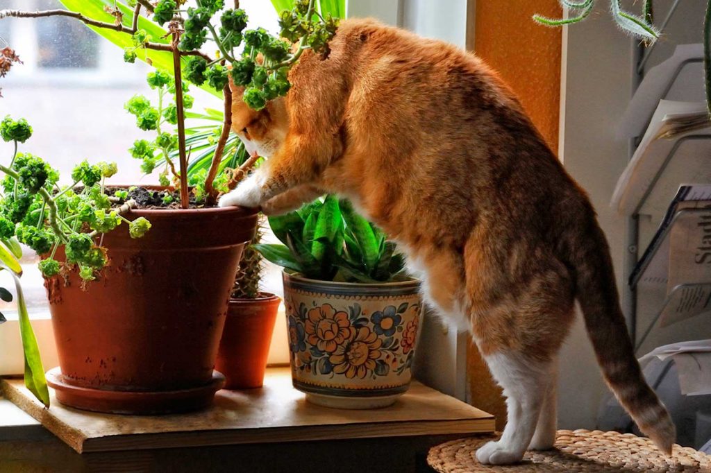 cat in plant