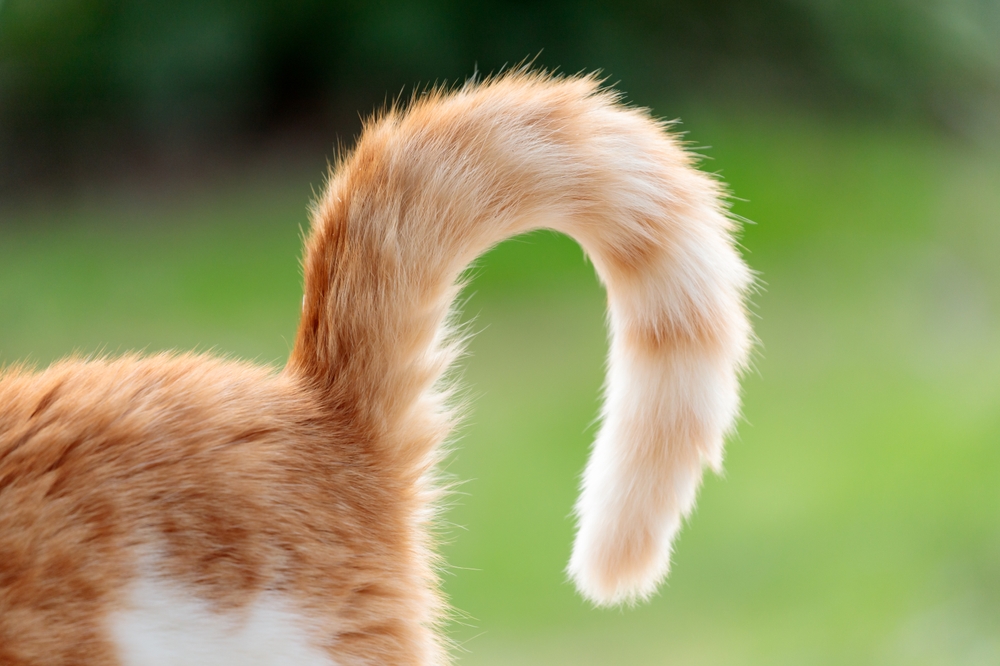 Curled Cats Tail