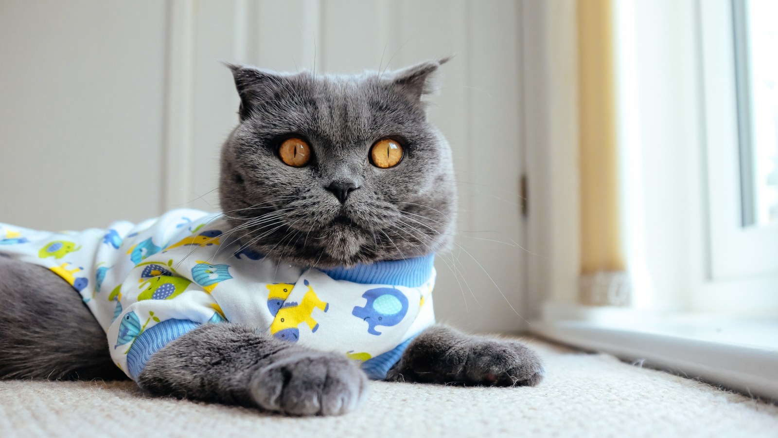 british-shorthair-cat-pajamas