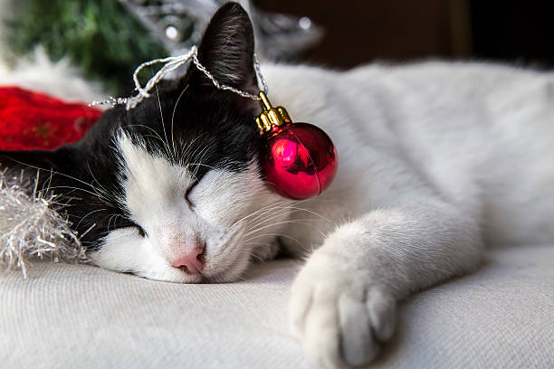 Cat Earrings Christmas