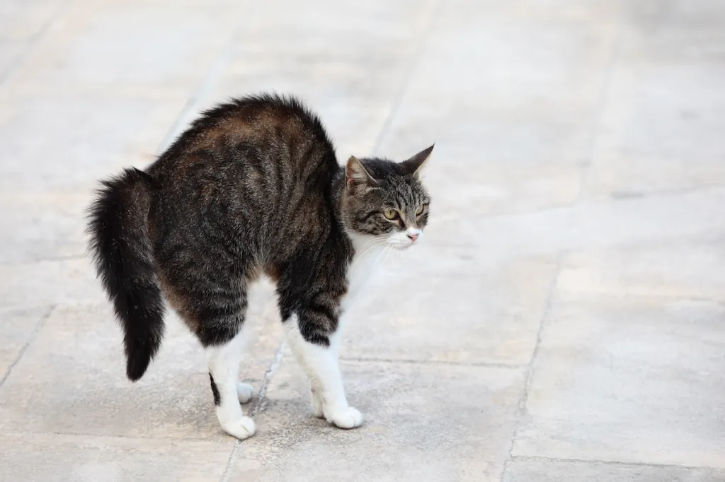cat puffy tail