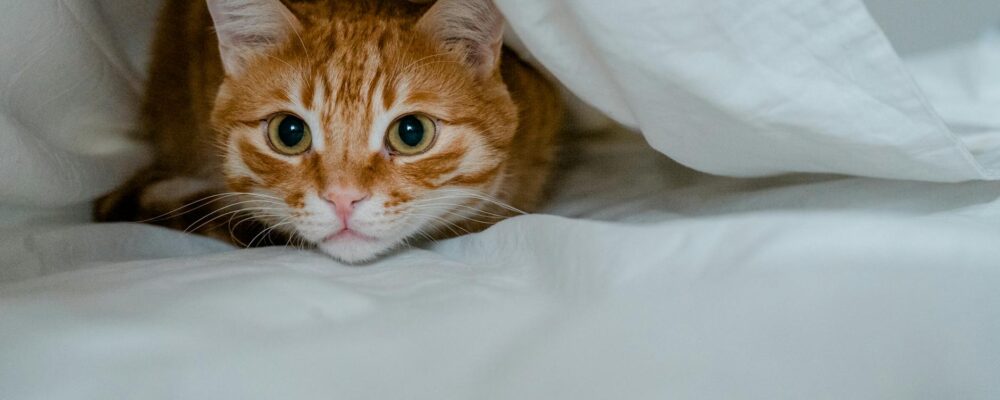 brown tabby lying under a white duvet