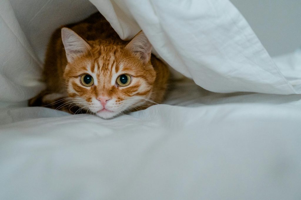 brown tabby lying under a white duvet