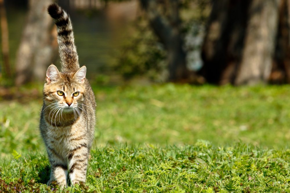 cat upright tail