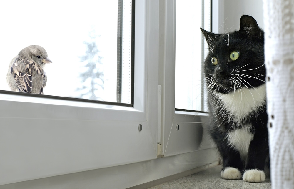 Cat,Watching,Bird,On,The,Window