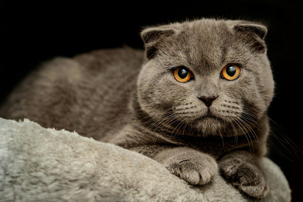 adorable british shorthair cat with plush fur