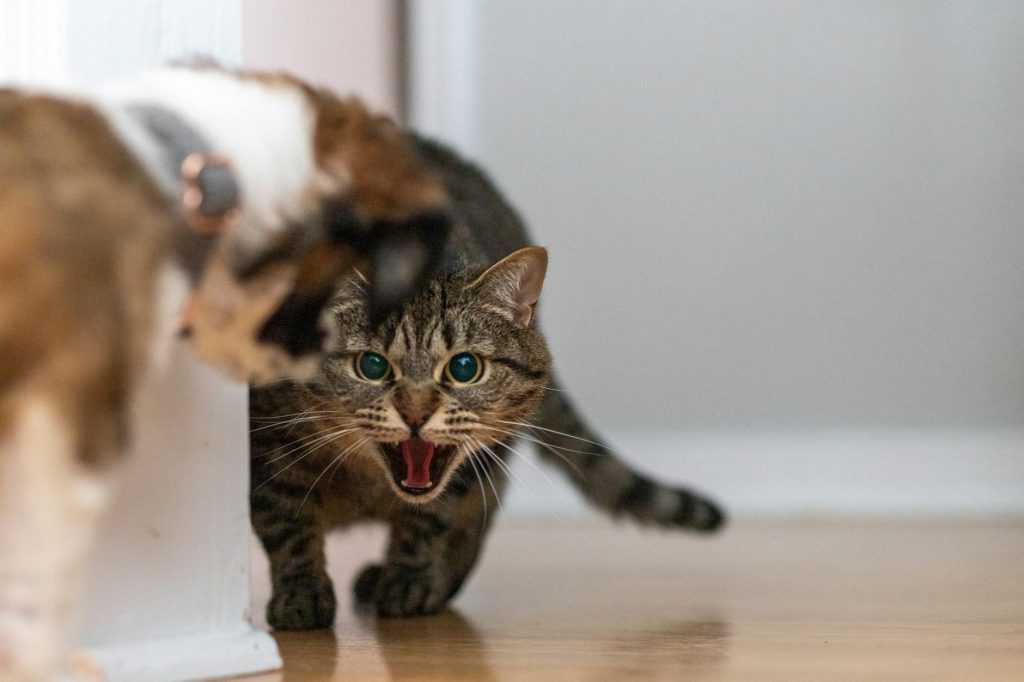angry brown tabby cat
