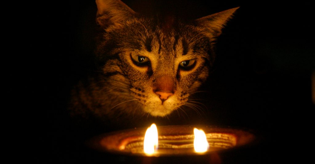 Cat and a candle