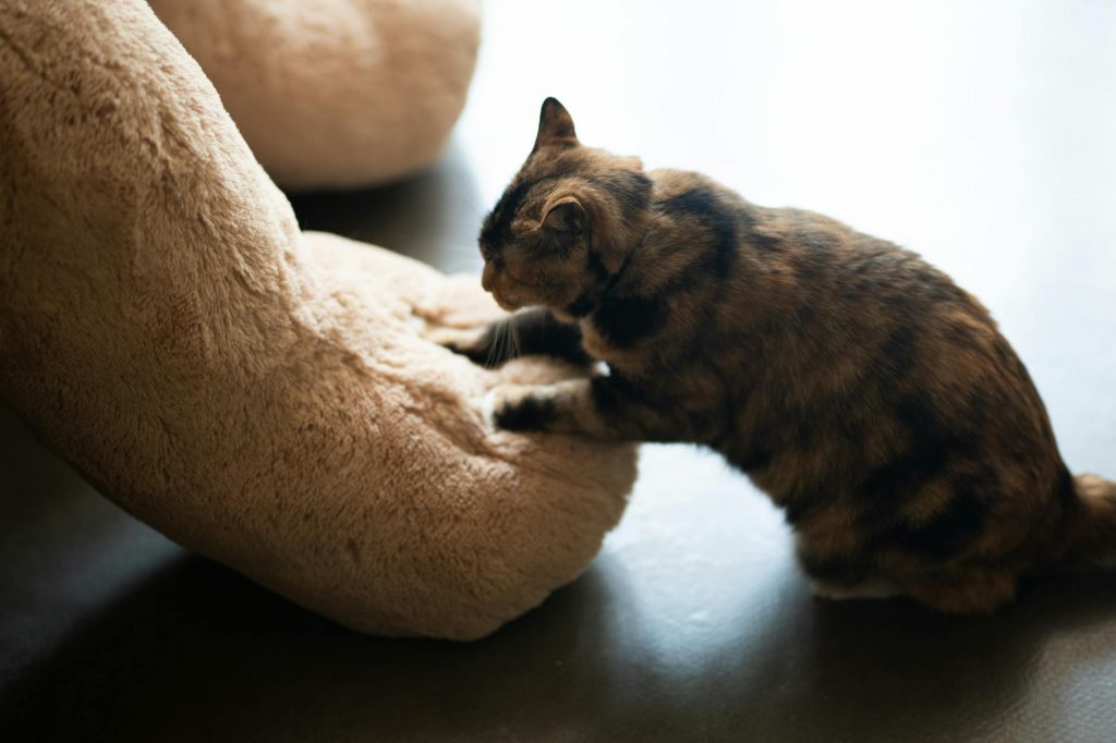 photo of cat playing with a stuffed toy