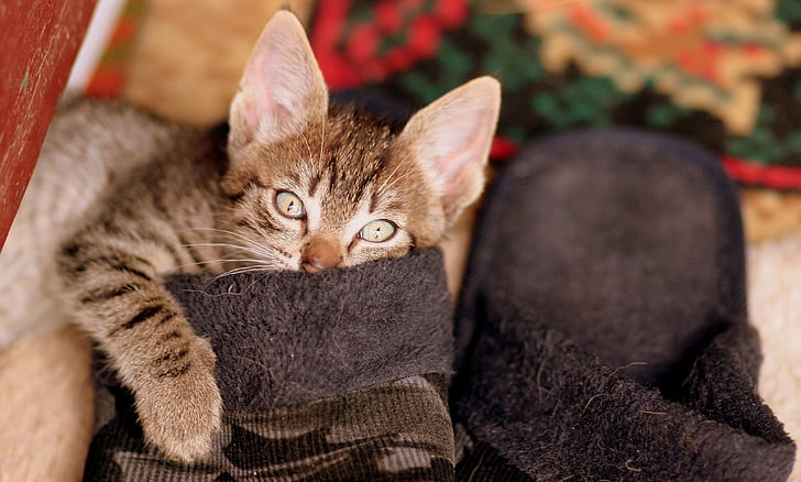 cat snuggled up in slippers