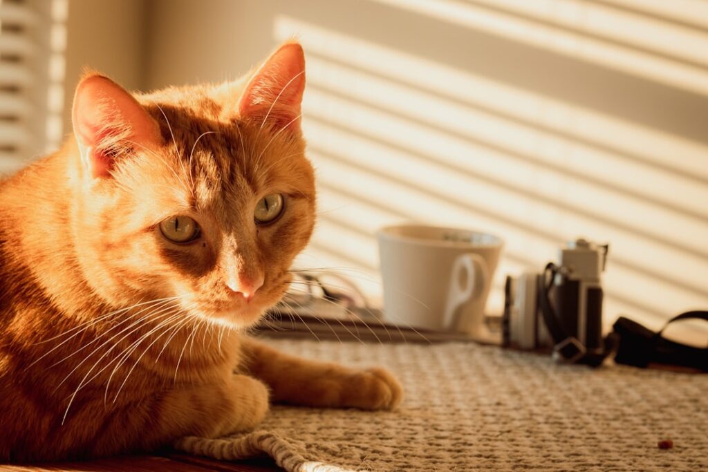 can cats drink out of mugs