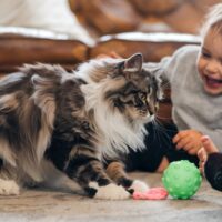 maine coon cat with a child