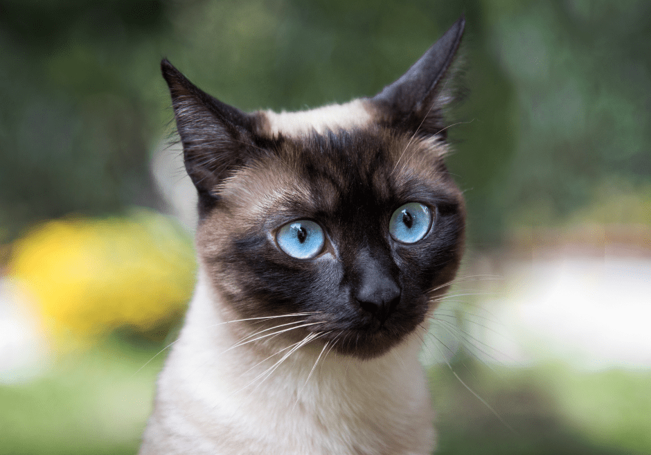 how many years do siamese cats live