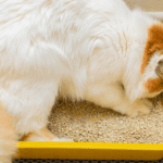cat eating litter