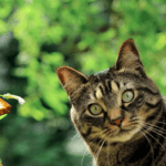 cat in garden