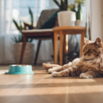 cat left alone