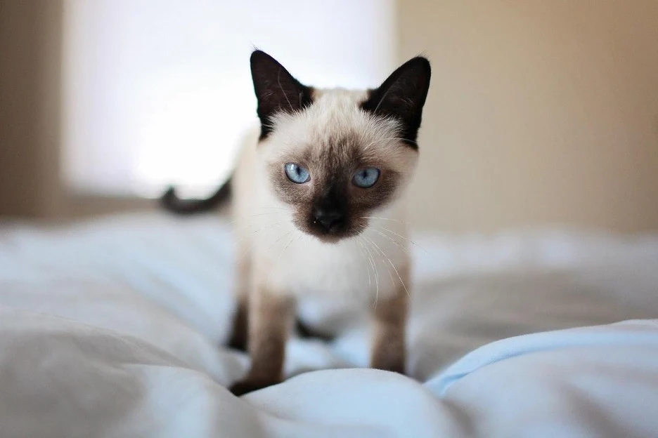 when do siamese cats stop growing