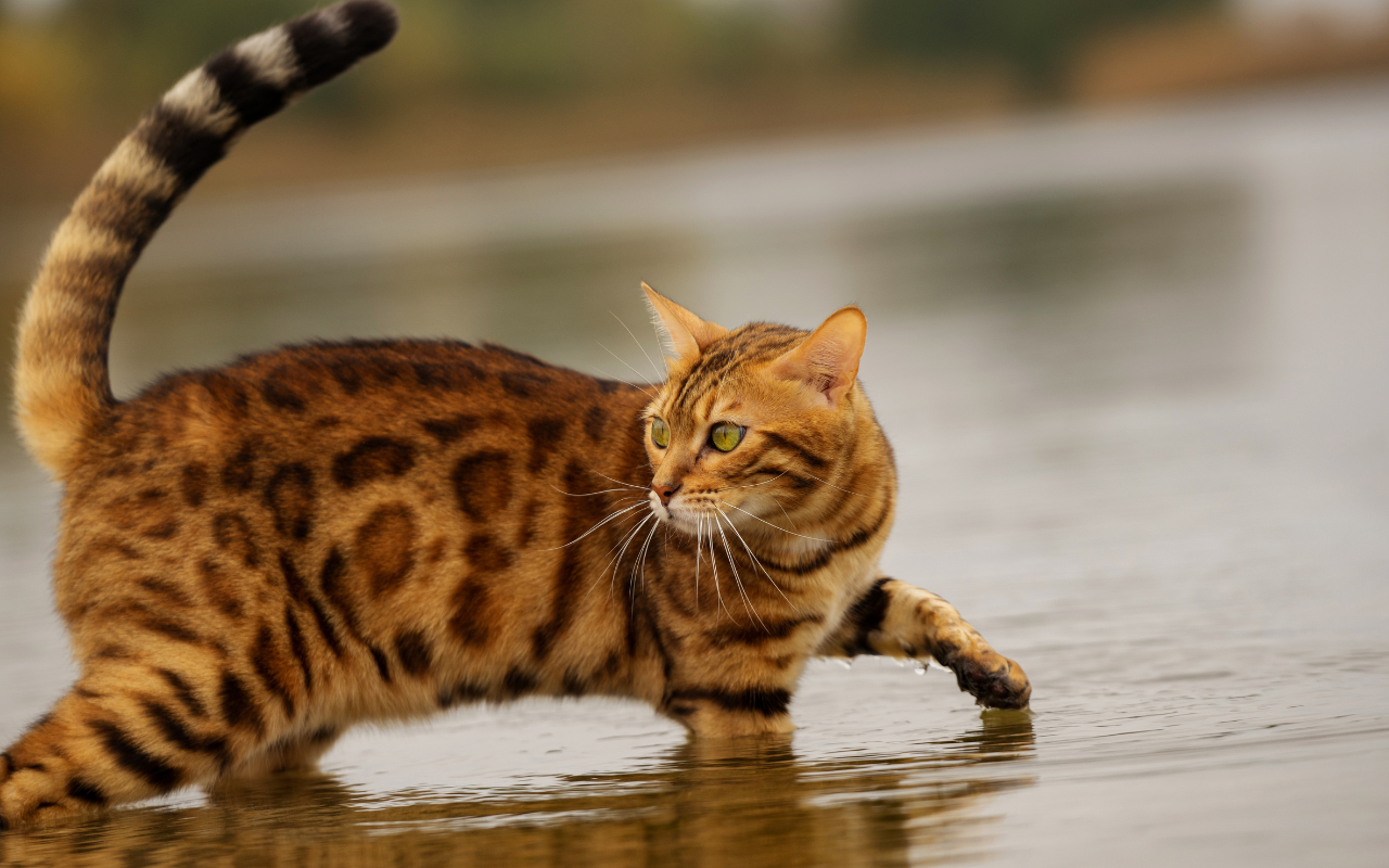 Bengal Cat In water