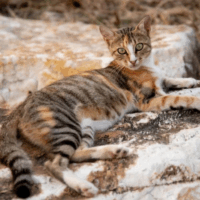 Sokoke rare cat breed