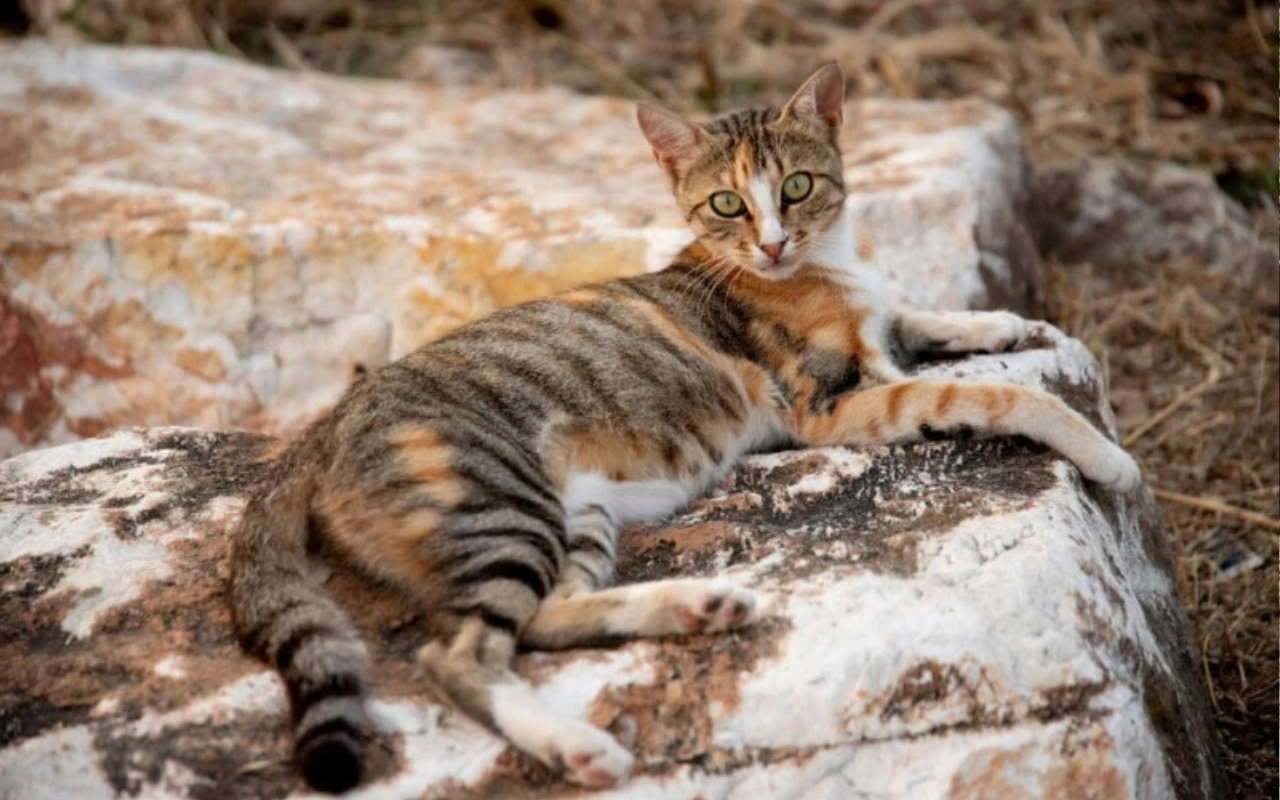 Sokoke rare cat breed