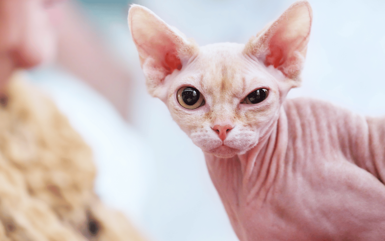 Sphynx Cat Breed