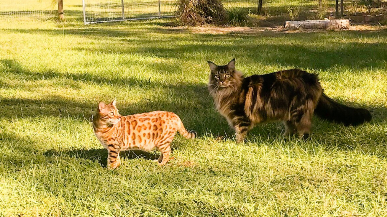 bengal compared to a maine coon