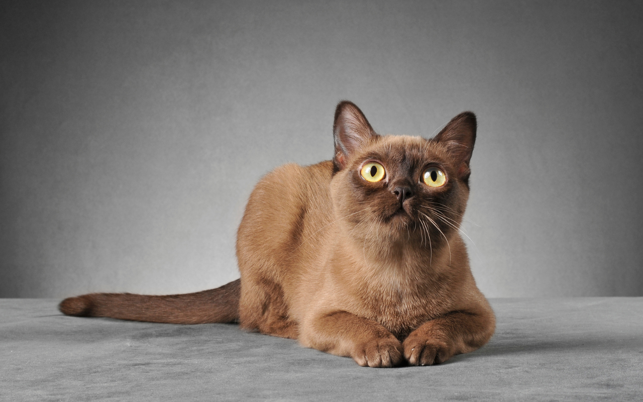 burmese cat