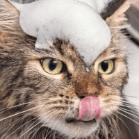 cat breeds that love water