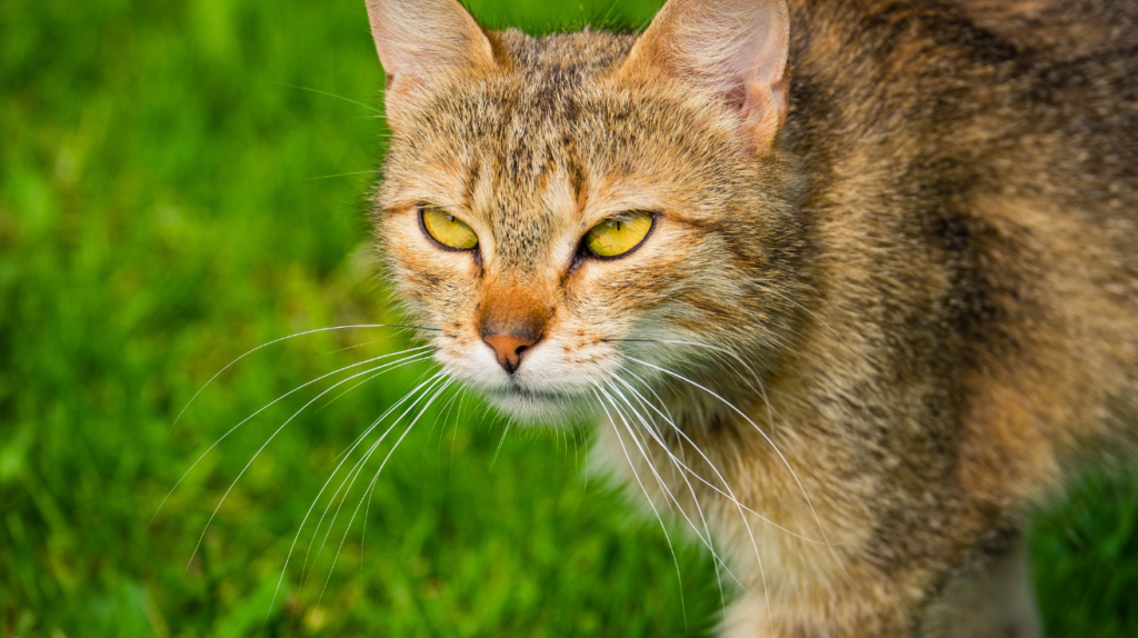 cat hunting rabbit