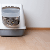 cat sticking head out of litter tray