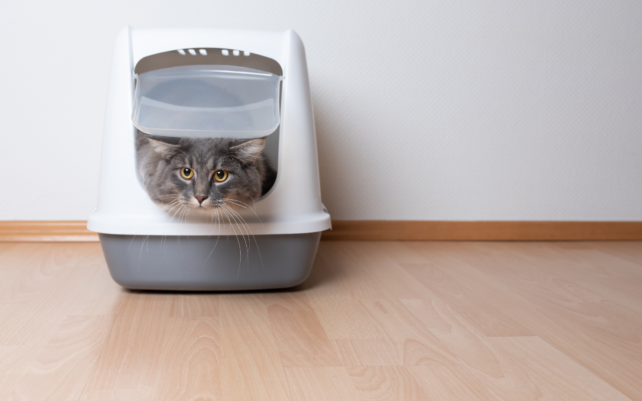 cat sticking head out of litter tray