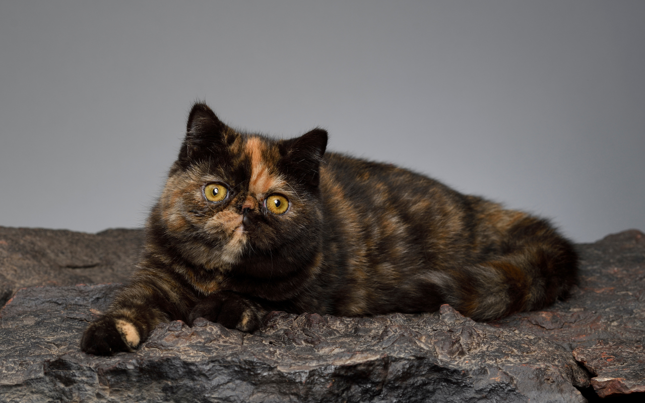 exotic shorthair cat