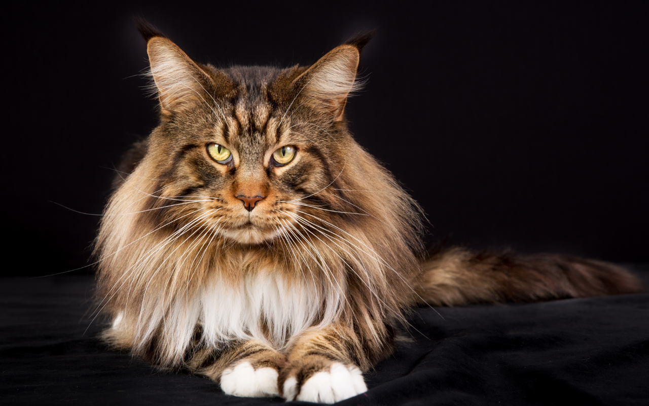 maine coon cat breed profile