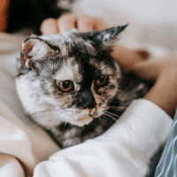 most cuddly cat breeds